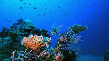 Tropik Mercan Kayalıkları Aslan Balığı. Sualtı aslan balığı (Pterois mil). Tropikal resif deniz altı deniz manzarası. Su altı mercan resifi sahnesi. Renkli mercan resifleri. Deniz yaşamı balık bahçesi.