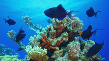 Tropikal Mercan Kayalıkları Deniz Burnu. Sualtı tropikal renkli yumuşak sert mercanlar deniz manzarası. Su altı balık resifi denizcisi. Tropik renkli sualtı deniz manzarası. 