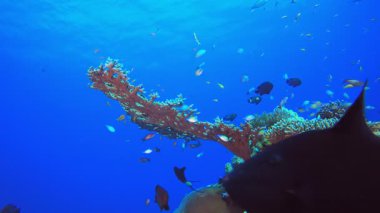 Tropik Mercan Sualtı Bahçe Hayatı. Sualtı tropikal renkli yumuşak sert mercanlar deniz manzarası. Su altı balık resifi denizcisi. Tropik renkli sualtı deniz manzarası. 