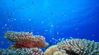 Tropik balık mercan resifi ve bir dalgıç. Sualtı tropikal renkli yumuşak sert mercanlar deniz manzarası. Su altı balık resifi denizcisi. Tropik renkli sualtı deniz manzarası. 