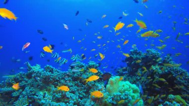 Tropik Balık Mercan Resifi. Sualtı tropikal renkli yumuşak sert mercanlar deniz manzarası. Su altı balık resifi denizcisi. Tropik renkli sualtı deniz manzarası. 