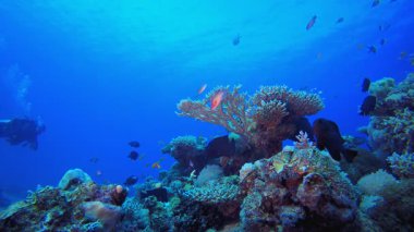 Tropik balık mercan resifi ve bir dalgıç. Sualtı tropikal renkli yumuşak sert mercanlar deniz manzarası. Su altı balık resifi denizcisi. Tropik renkli sualtı deniz manzarası. 