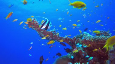 Tropik Balık Mercanları Deniz Resifi. Sualtı tropikal renkli yumuşak sert mercanlar deniz manzarası. Su altı balık resifi denizcisi. Tropik renkli sualtı deniz manzarası. 