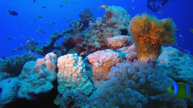 Tropikal balık resifi ve bir dalgıç. Sualtı tropikal renkli yumuşak sert mercanlar deniz manzarası. Su altı balık resifi denizcisi. Tropik renkli sualtı deniz manzarası. 