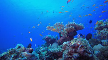 Tropik Balık Mercan Resifi. Sualtı tropikal renkli yumuşak sert mercanlar deniz manzarası. Su altı balık resifi denizcisi. Tropik renkli sualtı deniz manzarası. 