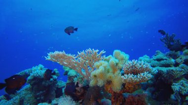 Tropik Balık Mercanları Deniz Resifi. Sualtı tropikal renkli yumuşak sert mercanlar deniz manzarası. Su altı balık resifi denizcisi. Tropik renkli sualtı deniz manzarası. 