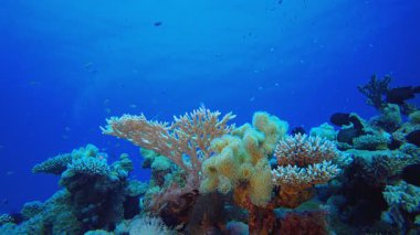 Tropikal Su altı Mercan Resifi. Sualtı tropikal renkli yumuşak sert mercanlar deniz manzarası. Su altı balık resifi denizcisi. Tropik renkli sualtı deniz manzarası. 