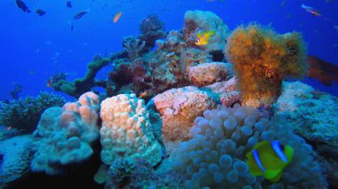 Tropik Balık Resifi Palyaço Balığı. Sualtı tropikal palyaço balığı (Amphiprion bicinctus) ve deniz şakayıkları. Su altı balık resifi denizcisi. Tropik renkli sualtı deniz manzarası. Resif mercan sahnesi. 