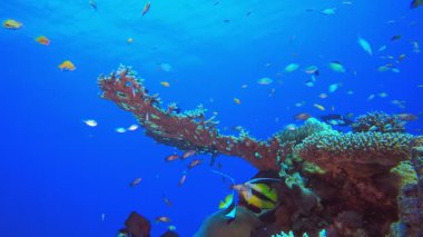 Tropik Su altı Balık Resifi. Sualtı tropikal renkli yumuşak sert mercanlar deniz manzarası. Su altı balık resifi denizcisi. Tropik renkli sualtı deniz manzarası. 