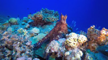 Tropik Ahtapot ve Aslan Balığı. Sualtı tropikal büyük kırmızı ahtapot (Ahtapot siyanesi). Su altı balık resifi denizcisi. Tropik renkli sualtı deniz manzarası. 