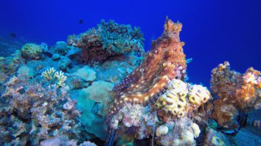 Tropik Ahtapot ve Kızıl Deniz Aslan Balığı. Sualtı tropikal büyük kırmızı ahtapot (Ahtapot siyanesi). Su altı balık resifi denizcisi. Tropik renkli sualtı deniz manzarası. 