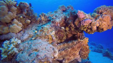 Tropik Kızıl Deniz Ahtapotu. Sualtı tropikal büyük kırmızı ahtapot (Ahtapot siyanesi). Su altı balık resifi denizcisi. Tropik renkli sualtı deniz manzarası. 