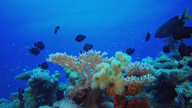Tropikal resif sualtı yaşamı. Renkli tropikal mercan resifi. Tropik renkli sualtı deniz manzarası. Su altı dünyası hayatı. Su altı balık resifi denizcisi.