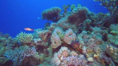 Tropik resif Moray. Renkli tropikal mercan resifi. Tropik renkli sualtı deniz manzarası. Su altı dünyası hayatı. Su altı balık resifi denizcisi.