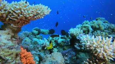 Tropikal resif balığı palyaço balığı. Sualtı tropikal palyaço balığı (Amphiprion bicinctus) ve deniz şakayıkları. Su altı balık resifi denizcisi. Tropik renkli sualtı deniz manzarası. Resif mercan sahnesi. 