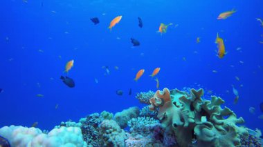 Tropikal resif sualtı yaşamı. Renkli tropikal mercan resifi. Tropik renkli sualtı deniz manzarası. Su altı dünyası hayatı. Su altı balık resifi denizcisi.