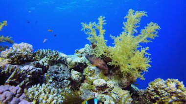 Tropik Deniz Palyaçosu Balığı. Sualtı tropikal palyaço balığı (Amphiprion bicinctus) ve deniz şakayıkları. Su altı balık resifi denizcisi. Tropik renkli sualtı deniz manzarası. Resif mercan sahnesi. 
