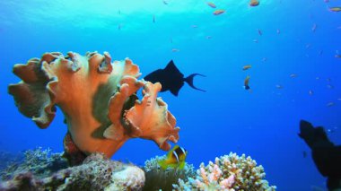 Tropikal Deniz Balık Palyaço Balığı. Sualtı tropikal palyaço balığı (Amphiprion bicinctus) ve deniz şakayıkları. Su altı balık resifi denizcisi. Tropik renkli sualtı deniz manzarası. Resif mercan sahnesi. 