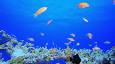 Tropikal Deniz Burnu Su Altında Yaşam. Tropik renkli sualtı deniz manzarası. Su altı balık bahçesi resifi. Resif mercan sahnesi. Mercan bahçesi deniz manzarası. 