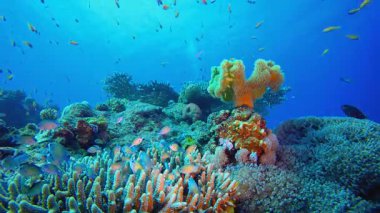Tropik Deniz Burnu Mercan Resifi Denizcisi. Tropik renkli sualtı deniz manzarası. Su altı balık bahçesi resifi. Resif mercan sahnesi. Mercan bahçesi deniz manzarası. 