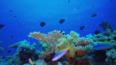 Tropikal Deniz Burnu Su Altında Yaşam. Tropik renkli sualtı deniz manzarası. Su altı balık bahçesi resifi. Resif mercan sahnesi. Mercan bahçesi deniz manzarası. 