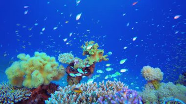 Tropik sualtı balık resifi. Tropik sualtı deniz manzarası. Mavi turkuaz deniz suyu dalgaları. Su altı balık resifi denizcisi. Canlı mercan bahçesi.