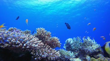 Tropik Su altı Resifi. Tropik sualtı deniz manzarası. Mavi turkuaz deniz suyu dalgaları. Su altı balık resifi denizcisi. Canlı mercan bahçesi.