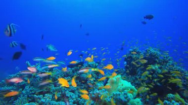 Tropik sualtı resif balığı. Sualtı aslan balığı (Pterois mil). Tropikal resif deniz altı deniz manzarası. Su altı mercan resifi sahnesi. Renkli mercan resifleri. Deniz yaşamı balık bahçesi.
