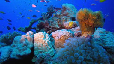 Tropik sualtı resif palyaçosu. Sualtı tropikal palyaço balığı (Amphiprion bicinctus) ve deniz şakayıkları. Su altı balık resifi denizcisi. Tropik renkli sualtı deniz manzarası. Resif mercan sahnesi.