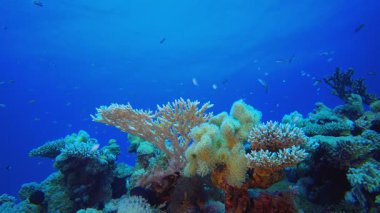 Tropik sualtı resif balığı. Tropik sualtı balığı. Su altı balık resifi denizcisi. Yumuşak ve sert mercanlar. Su altı balık bahçesi resifi. Mercan bahçesi deniz manzarası.