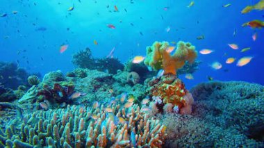 Sualtı Dünyası. Tropik sualtı balığı. Su altı balık resifi denizcisi. Yumuşak ve sert mercanlar. Su altı balık bahçesi resifi. Mercan bahçesi deniz manzarası.