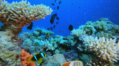 Tropik sualtı balığı. Tropik sualtı balığı. Su altı balık resifi denizcisi. Yumuşak ve sert mercanlar. Su altı balık bahçesi resifi. Mercan bahçesi deniz manzarası.
