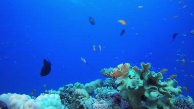 Su altı Güzel Sahne. Tropik sualtı balığı. Su altı balık resifi denizcisi. Yumuşak ve sert mercanlar. Su altı balık bahçesi resifi. Mercan bahçesi deniz manzarası.