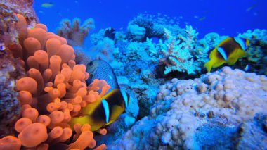Sualtı Palyaço Balığı ve Deniz Amonları. Sualtı tropikal palyaço balığı (Amphiprion bicinctus) ve deniz şakayıkları. Su altı balık resifi denizcisi. Tropik renkli sualtı deniz manzarası. Resif mercan sahnesi.