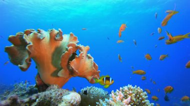 Sualtı palyaço balığı ve Yumuşak Mercan. Sualtı tropikal palyaço balığı (Amphiprion bicinctus) ve deniz şakayıkları. Su altı balık resifi denizcisi. Tropik renkli sualtı deniz manzarası. Resif mercan sahnesi.