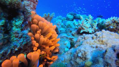 Sualtı Palyaço Balığı ve Deniz Amonları. Sualtı tropikal palyaço balığı (Amphiprion bicinctus) ve deniz şakayıkları. Su altı balık resifi denizcisi. Tropik renkli sualtı deniz manzarası. Resif mercan sahnesi.