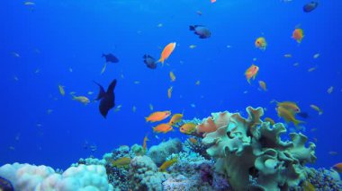 Su altı Renkli Resifi. Tropik sualtı balığı. Renkli tropikal mercan resifi. Sahne resifi. Deniz yaşamı deniz dünyası. Su altı balık resifi denizcisi. 