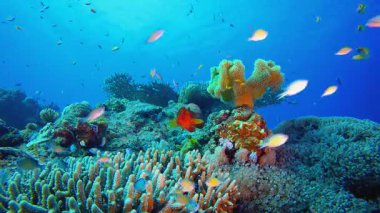 Sualtı Mavi Su Tropik Resifi. Tropik sualtı balığı. Renkli tropikal mercan resifi. Sahne resifi. Deniz yaşamı deniz dünyası. Su altı balık resifi denizcisi. 