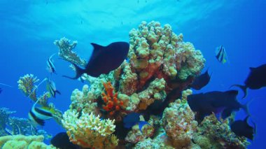 Sualtı Renkli Sahne. Tropik sualtı balığı. Renkli tropikal mercan resifi. Sahne resifi. Deniz yaşamı deniz dünyası. Su altı balık resifi denizcisi. 