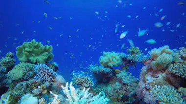 Sualtı Renkli Sahne. Tropik sualtı balığı. Renkli tropikal mercan resifi. Sahne resifi. Deniz yaşamı deniz dünyası. Su altı balık resifi denizcisi. 