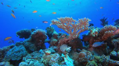 Sualtı Renkli Tropikal Mercan Resifi. Tropik sualtı balığı. Su altı balık resifi denizcisi. Yumuşak ve sert mercanlar. Su altı balık bahçesi resifi. Mercan bahçesi deniz manzarası. 