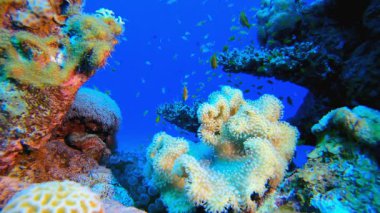 Sualtı Mercan Bahçesi Palyaço Balığı. Sualtı tropikal palyaço balığı (Amphiprion bicinctus) ve deniz şakayıkları. Su altı balık resifi denizcisi. Tropik renkli sualtı deniz manzarası. Resif mercan sahnesi. 