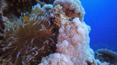 Sualtı Mercan Resifi Palyaço Balığı. Sualtı tropikal palyaço balığı (Amphiprion bicinctus) ve deniz şakayıkları. Su altı balık resifi denizcisi. Tropik renkli sualtı deniz manzarası. Resif mercan sahnesi. 