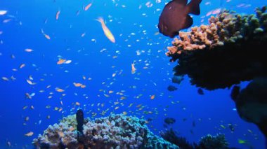 Su altı mercan resifi denizcisi. Tropik sualtı balığı. Su altı balık resifi denizcisi. Yumuşak ve sert mercanlar. Su altı balık bahçesi resifi. Mercan bahçesi deniz manzarası. 