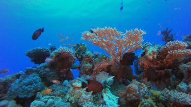 Sualtı Coral Tropikal Resif Denizcisi. Tropik sualtı balığı. Su altı balık resifi denizcisi. Yumuşak ve sert mercanlar. Su altı balık bahçesi resifi. Mercan bahçesi deniz manzarası. 