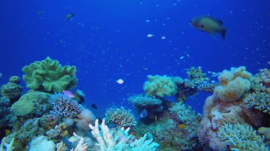 Su altı mercan resifi denizcisi. Tropik sualtı balığı. Su altı balık resifi denizcisi. Yumuşak ve sert mercanlar. Su altı balık bahçesi resifi. Mercan bahçesi deniz manzarası. 