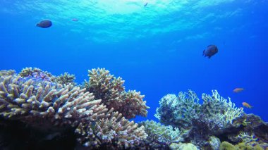 Su altı mercan resifi denizcisi. Tropik sualtı balığı. Su altı balık resifi denizcisi. Yumuşak ve sert mercanlar. Su altı balık bahçesi resifi. Mercan bahçesi deniz manzarası. 