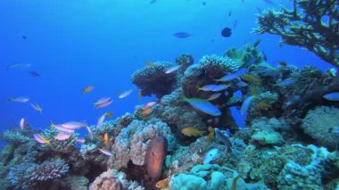 Sualtı Balığı Moray. Tropik sualtı balığı. Su altı balık resifi denizcisi. Yumuşak ve sert mercanlar. Su altı balık bahçesi resifi. Mercan bahçesi deniz manzarası. 