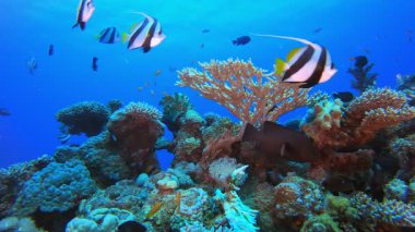 Sualtı Balık ve Mercan Bahçesi. Tropik sualtı balığı. Su altı balık resifi denizcisi. Yumuşak ve sert mercanlar. Su altı balık bahçesi resifi. Mercan bahçesi deniz manzarası. 