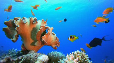 Sualtı Balık Resifi Palyaço Balığı. Sualtı tropikal palyaço balığı (Amphiprion bicinctus) ve deniz şakayıkları. Su altı balık resifi denizcisi. Tropik renkli sualtı deniz manzarası. Resif mercan sahnesi. 